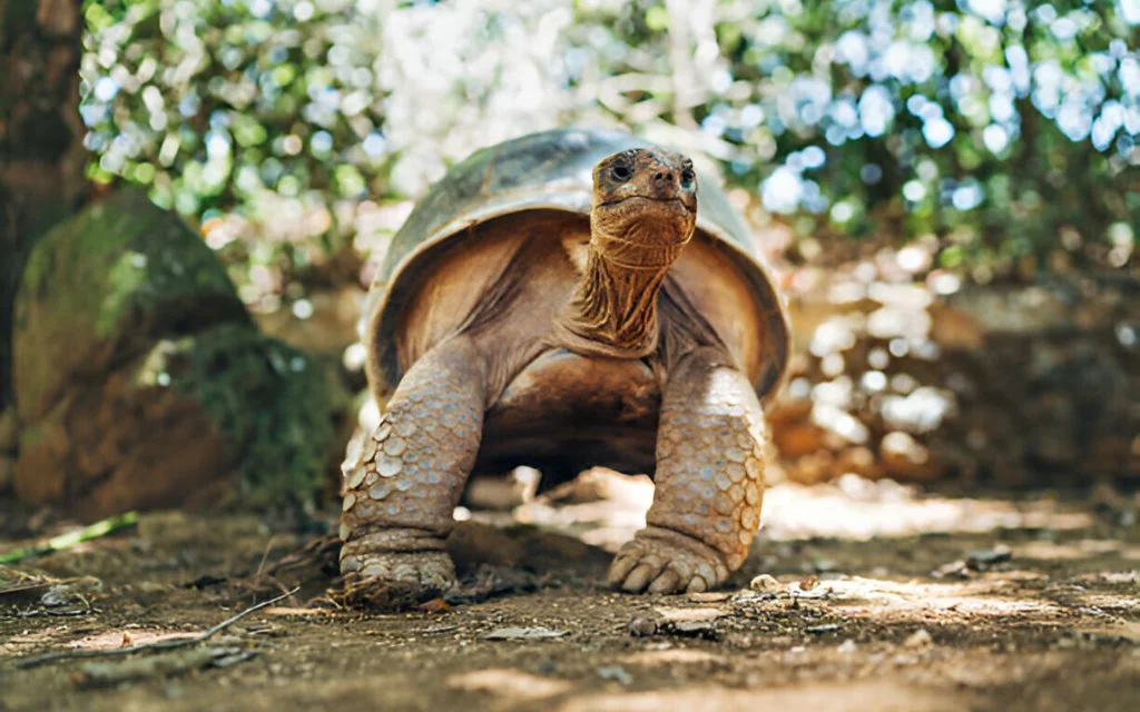 How the Tortoise Got Cracks on His Shell