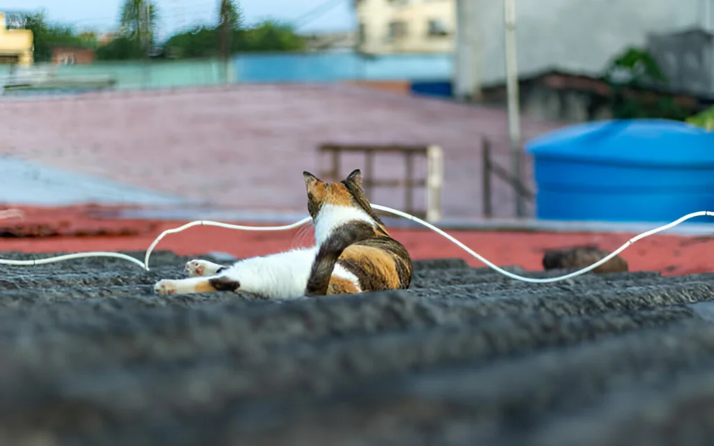 The Tied Cat: Breaking Rituals and Seeking Meaning